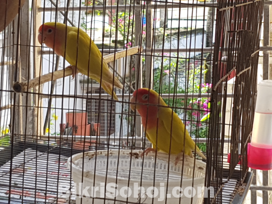 এক জোড়া এডাল্ট পেয়ার্ড লাভ বার্ড